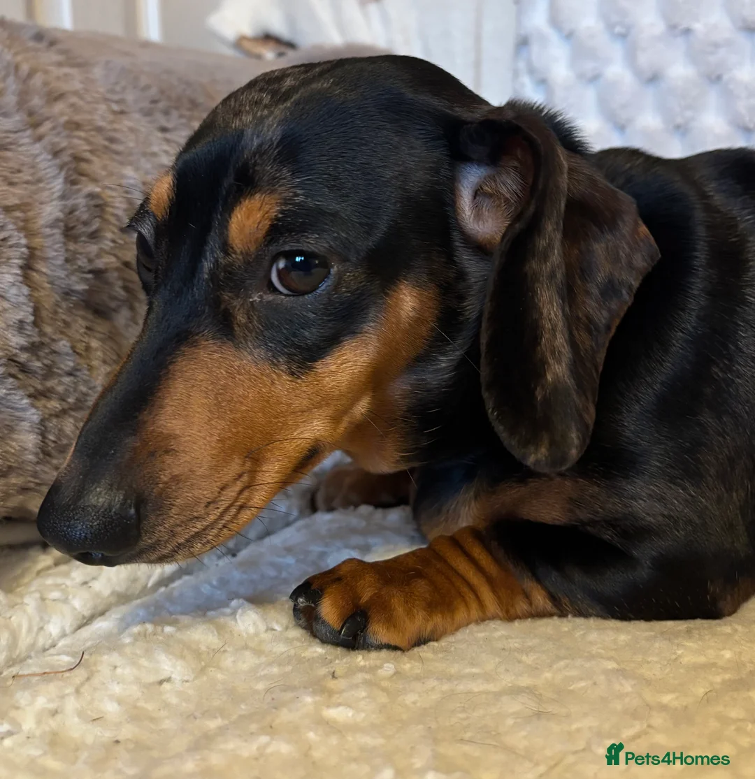 Miniature Dachshund dogs for sale: Female dapple dachshund  - Advert 5