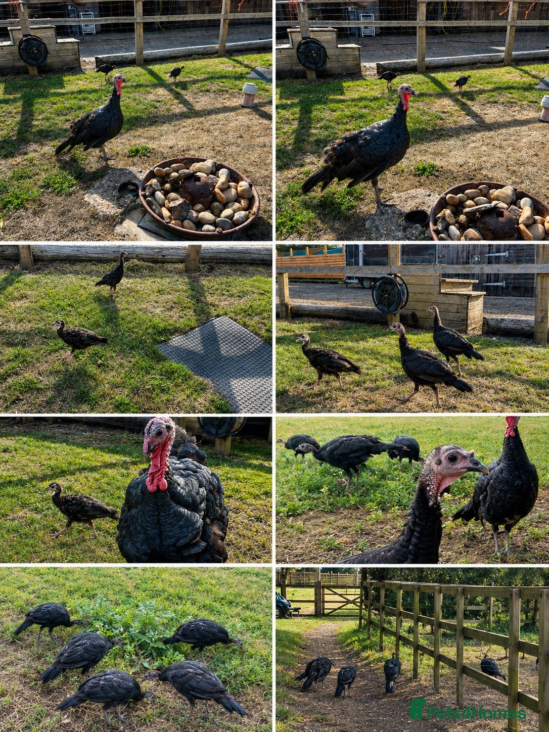 Turkeys poultry Norfolk Blacks - Advert 1