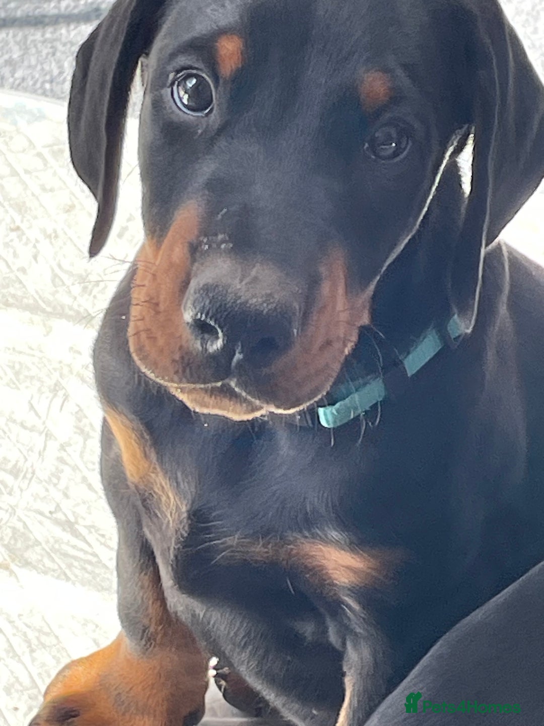 Dobermann dogs for sale: KC REG Fully health tested parents - Image 18