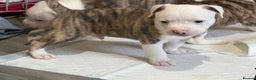 American Bulldog dogs for sale: American bulldog puppies - Advert 3