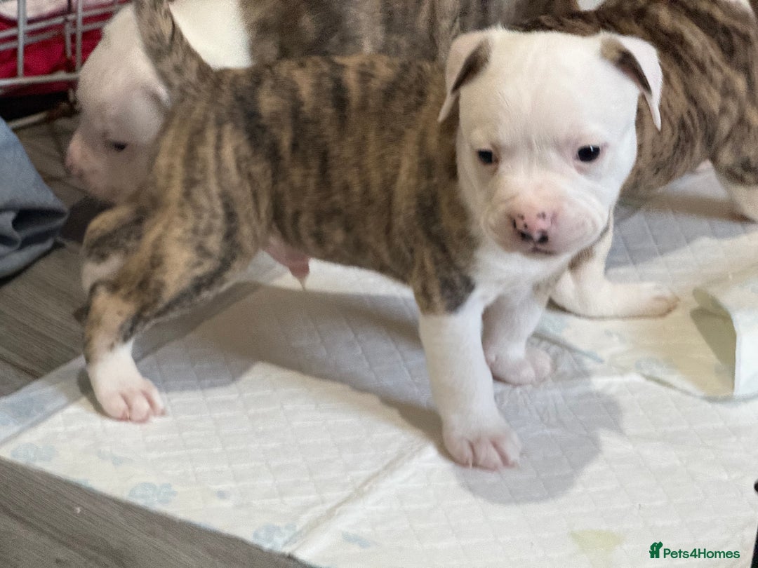 American Bulldog dogs for sale: American bulldog puppies - Advert 3
