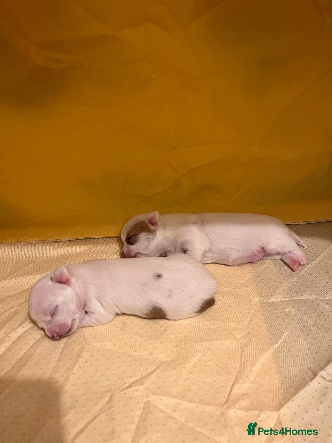 Chihuahua dogs for sale: 1 male chihuahua  - Advert 6