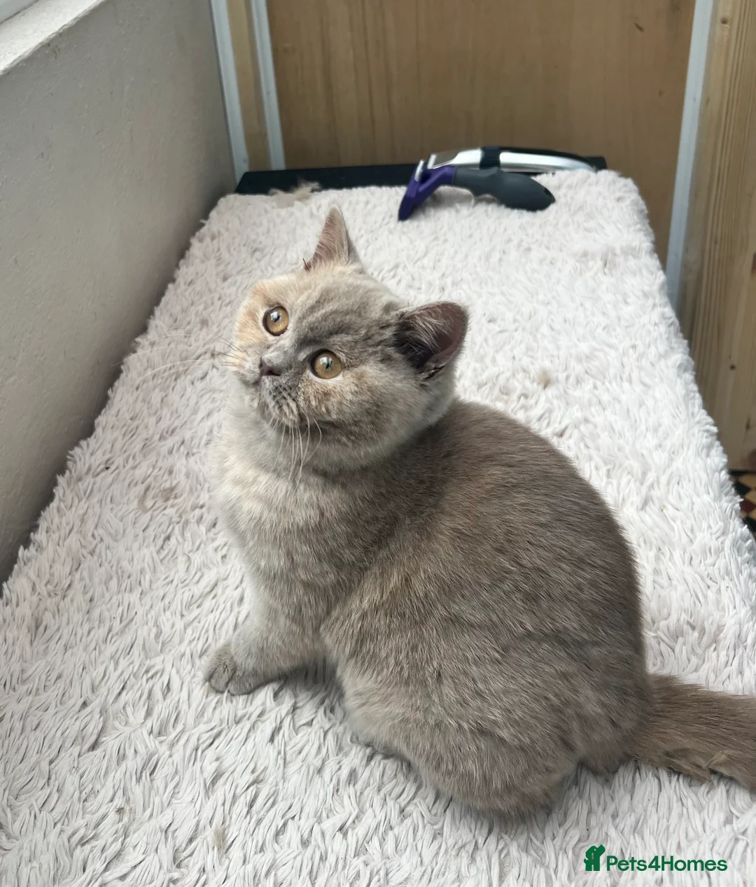 British Shorthair cats for sale: Beautiful Pedigree GCCF Registered – Ready Now! - Advert 2