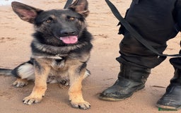 German Shepherd dogs for sale: German shepherd dog - Image 1