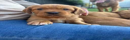 Cockerdor dogs for sale: Cockerdor puppies - Advert 2