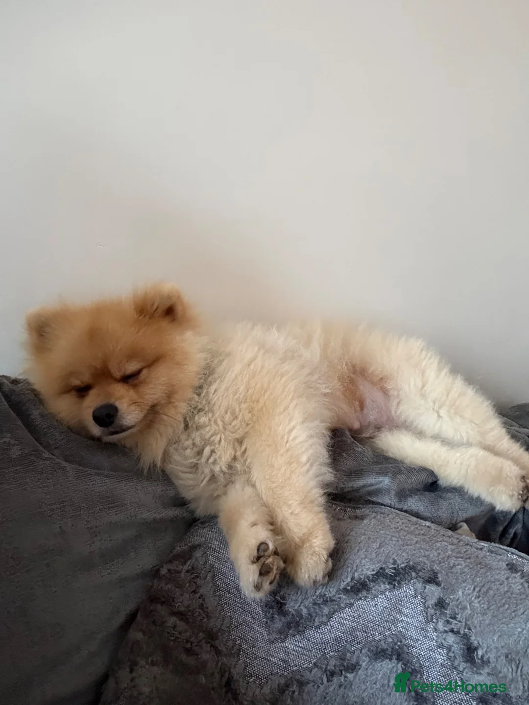 Pomeranian dogs for sale: 2 year old Pomeranian boy for sale  in Widnes - Advert 7