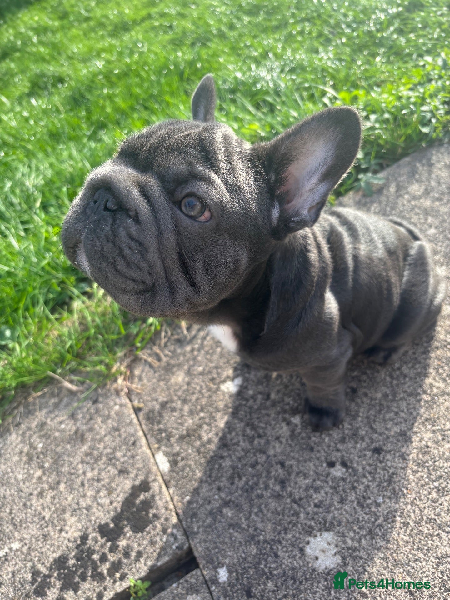 French Bulldog dogs Male frenchie  - Advert 1