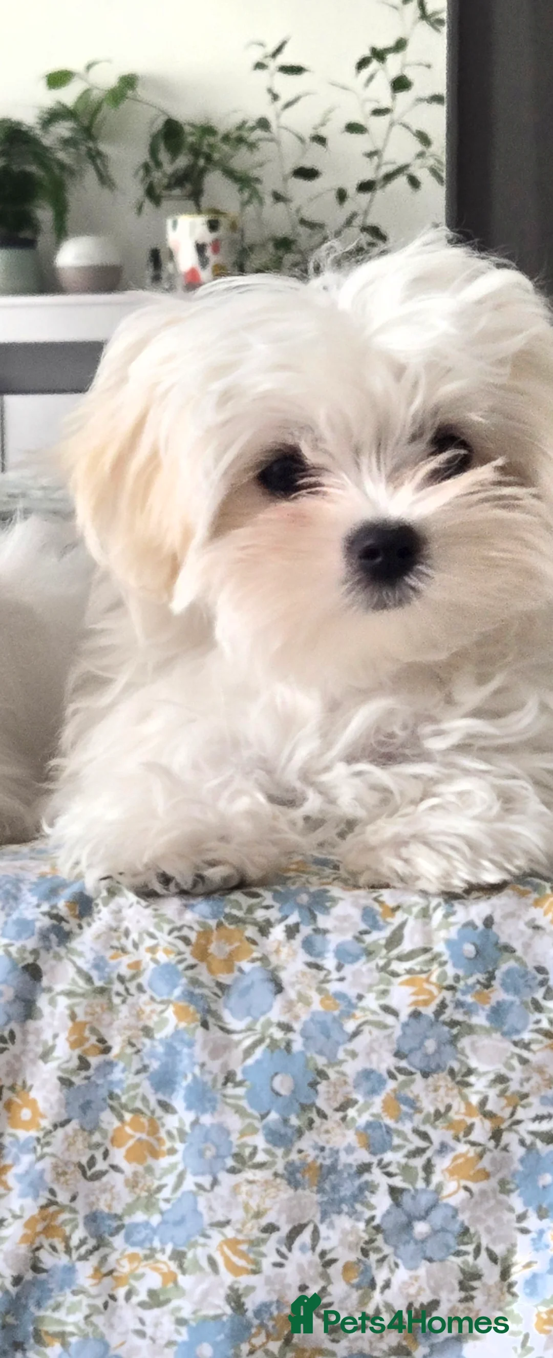 Maltese dogs for sale: Adorable tiny Maltese  - Advert 10