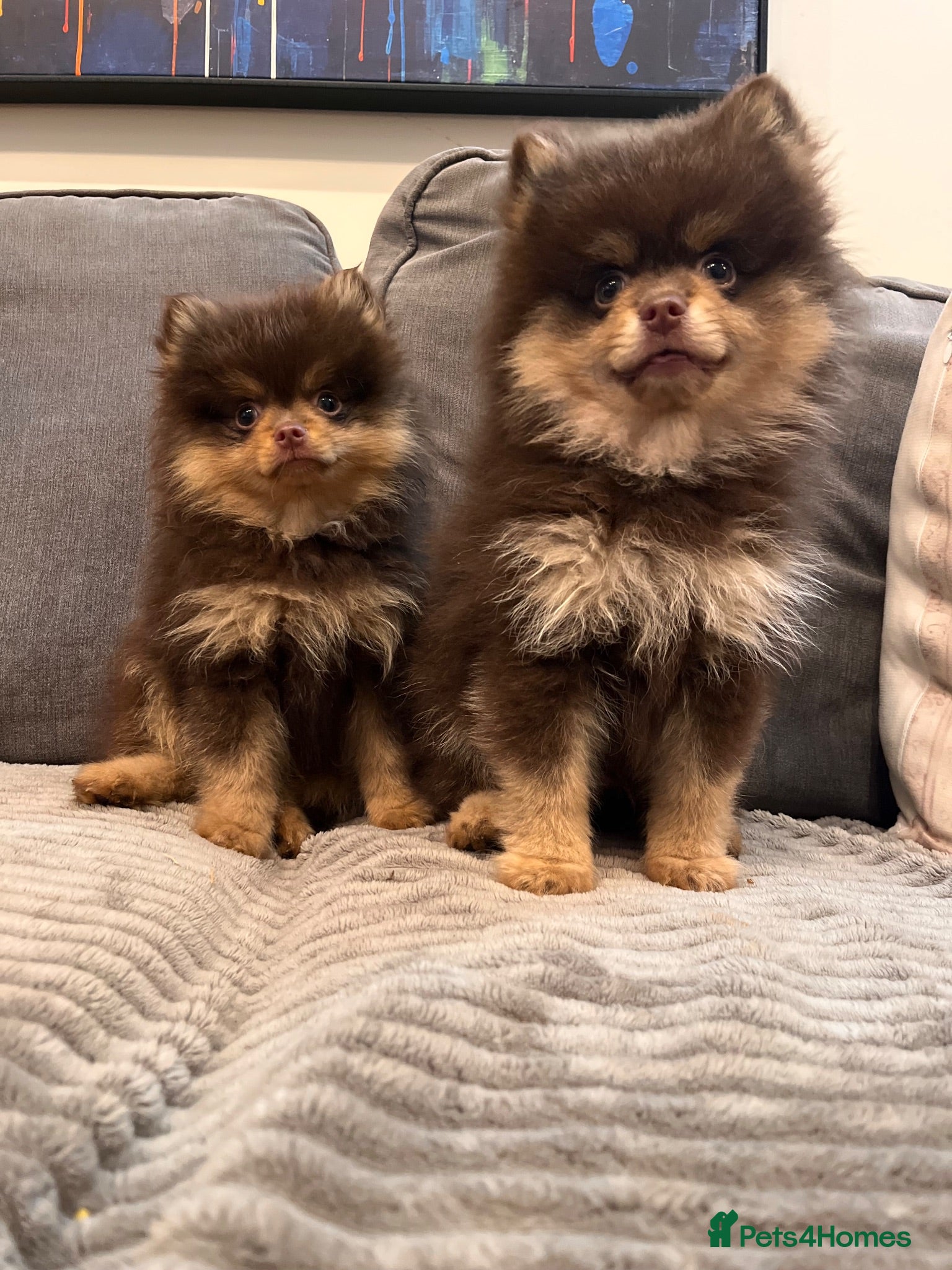 Pomeranian dogs Fluffy chocolate & tan boys READY TO LEAVE - Advert 1