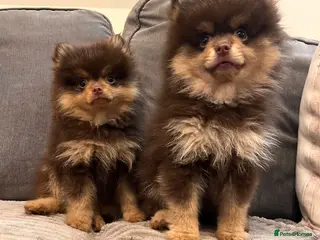 Pomeranian dogs Fluffy chocolate & tan boys READY TO LEAVE - Advert 1