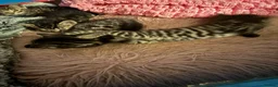 Bengal cats for sale: Rare Pedigree Zorro masked charcoal Bengal Kittens in Orpington - Advert 13