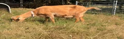 Goats livestock for sale: 2 Registered Disbudded British Guernsey Nanny’s  - Advert 4