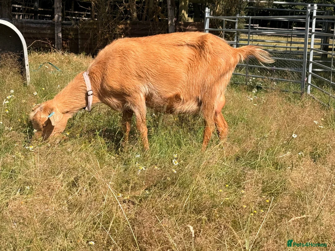 Goats livestock for sale: 2 Registered Disbudded British Guernsey Nanny’s  - Advert 4