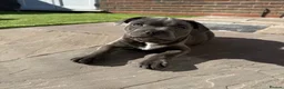 Staffordshire Bull Terrier dogs for sale: Healthy Staffordshire Bull Terrier Puppies – Ready in Woking - Advert 15