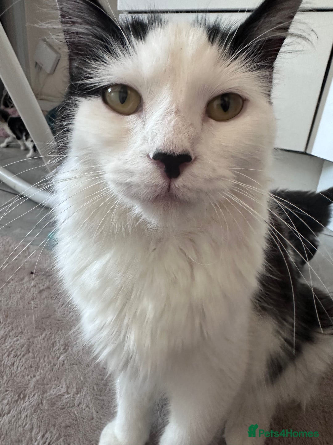 Mixed Breed cats for sale: Last 2 loving kittens  - Image 9