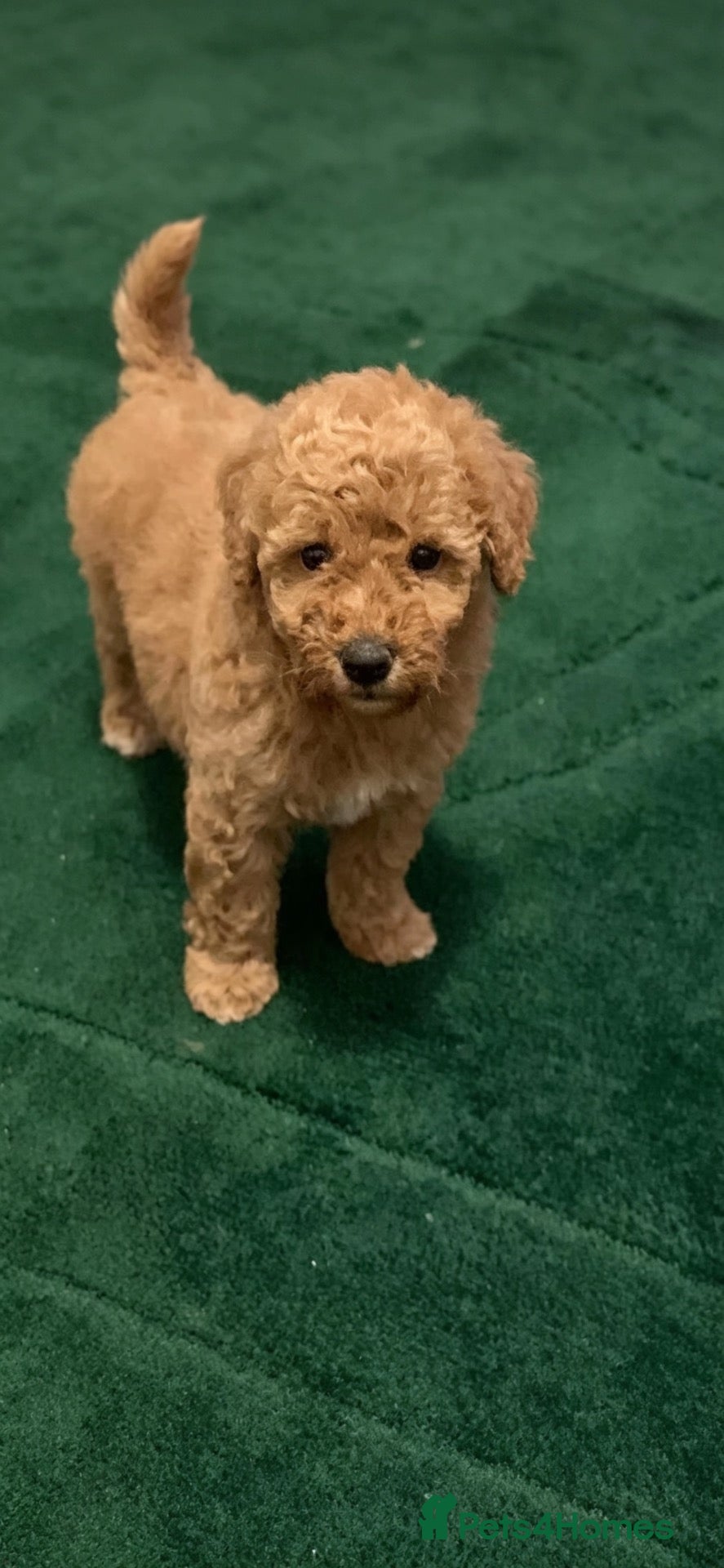 Poochon dogs Teddy bear poojon - Advert 2