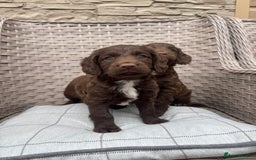 Cocker Spaniel dogs for sale: Beautiful cocker spaniel puppies  - Image 2