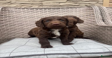 Cocker Spaniel dogs - Advert 9