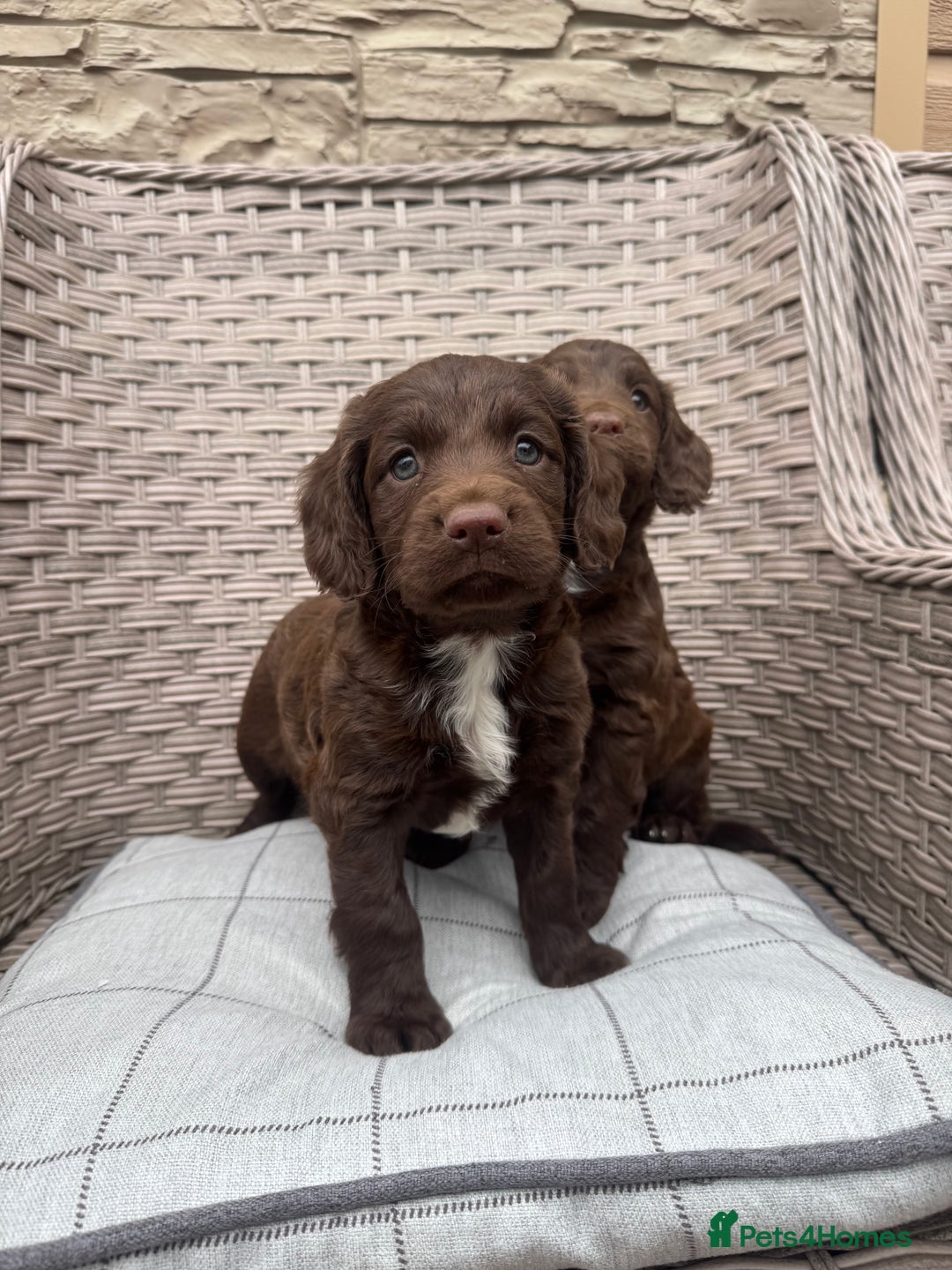 Cocker Spaniel dogs for sale: Beautiful cocker spaniel puppies  - Image 2