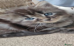 Mixed Breed cats for sale: Stunning long hair kittens for sale - Image 21