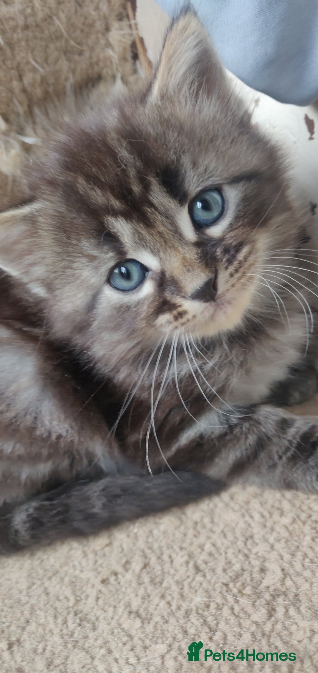 Mixed Breed cats for sale: Stunning long hair kittens for sale - Image 21