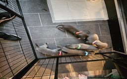 Whippet dogs for sale: excellent litter of Kc reg blue whippet puppies  - Image 17