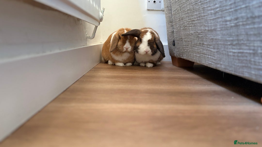 Mini Lop rabbits for sale: Mini lop bunnies  - Image 3