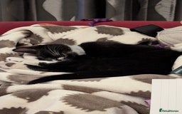 British Longhair cats for sale: Kittens are ready to go  - Image 16