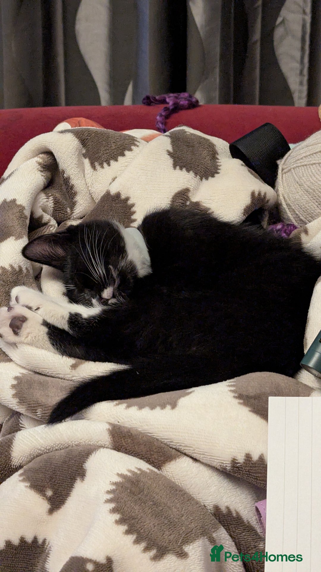 British Longhair cats for sale: Kittens are ready to go  - Image 16