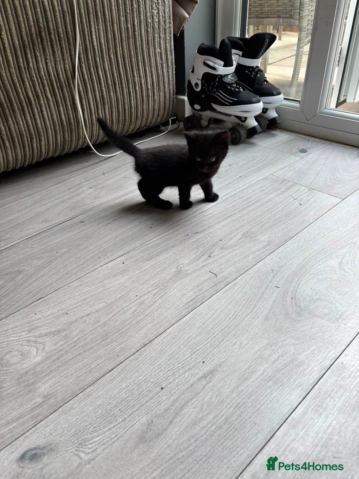 Mixed Breed cats for sale: 4 adorable kittens - Advert 13