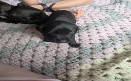 Mixed Breed dogs for sale: Beautiful splaffie pups - Image 4
