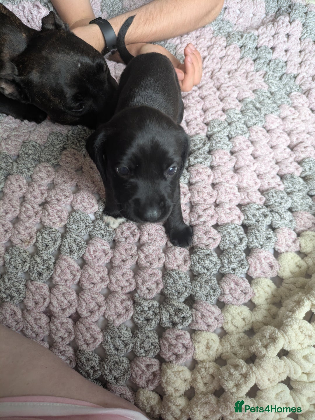 Mixed Breed dogs for sale: Beautiful splaffie pups - Image 4