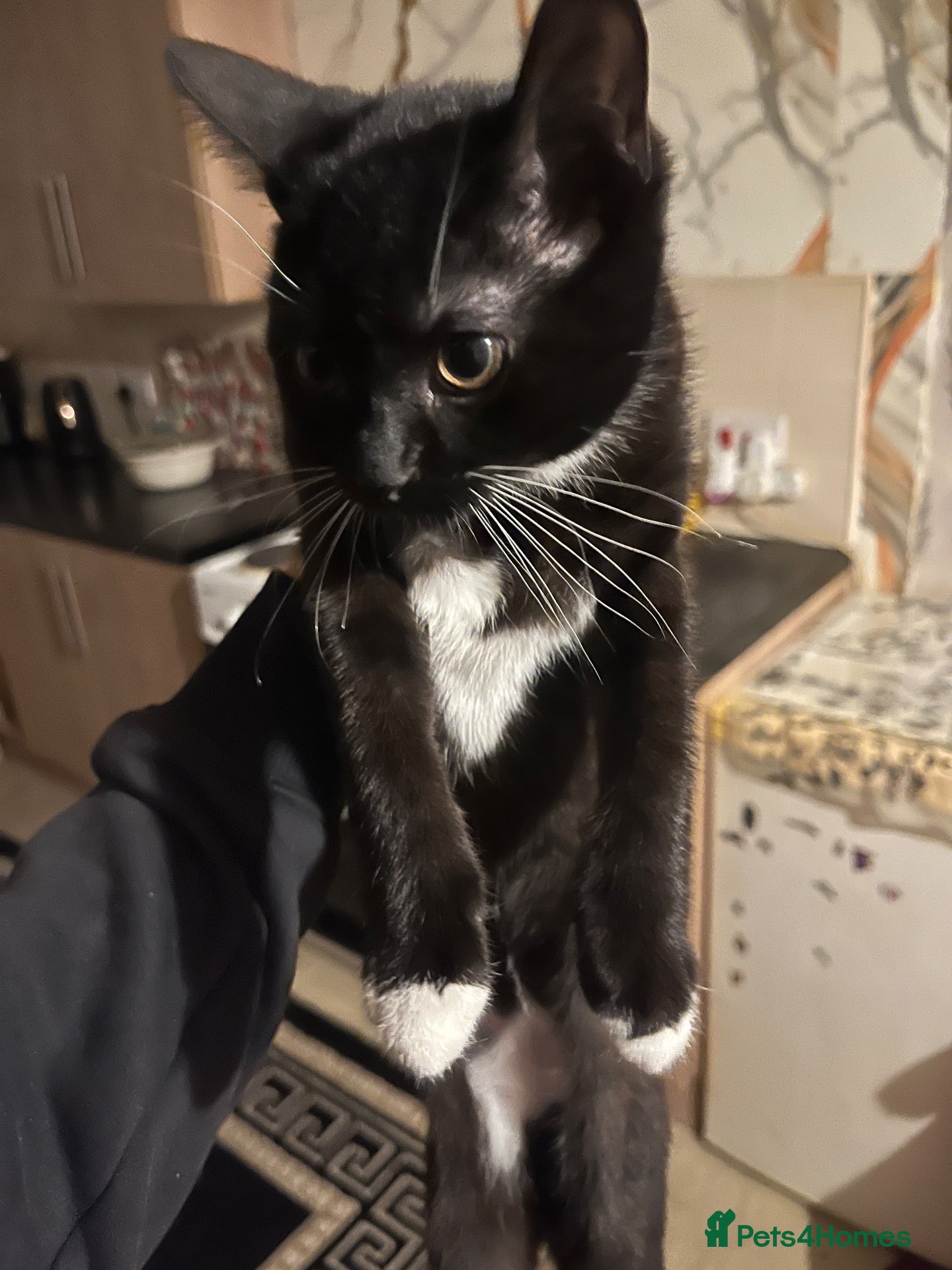 Mixed Breed cats Zion the kitten - Advert 10