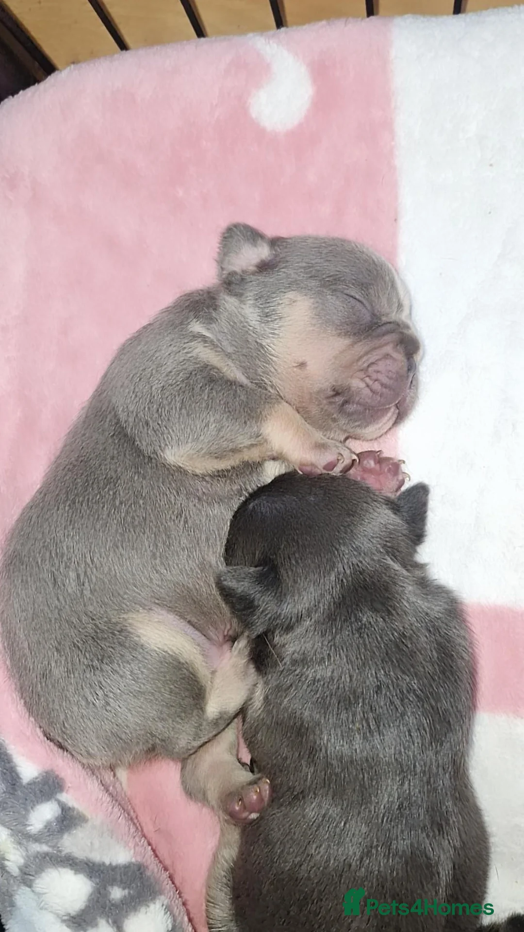 French Bulldog dogs for sale: Frenchie 🐾🐾 last little girl  - Advert 23