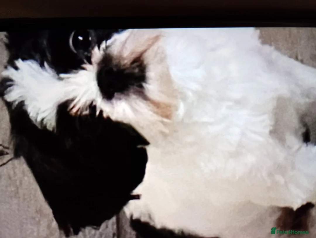 Mixed Breed dogs for sale: Pugz boy puppies,  - Advert 9