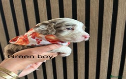 Cocker Spaniel dogs for sale: Cocker spaniel merle puppies - Image 16