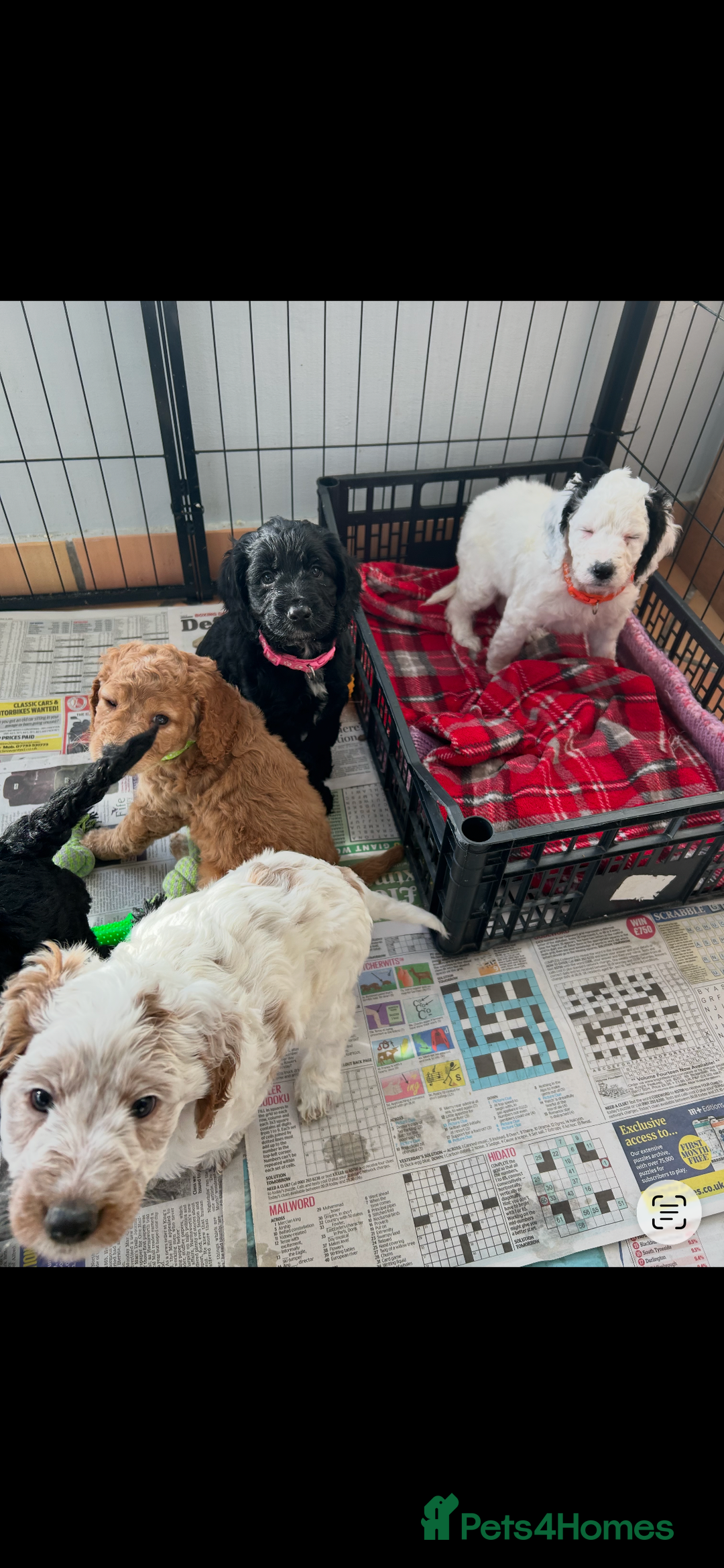 Cockapoo dogs for sale: Cockapoo - Advert 6