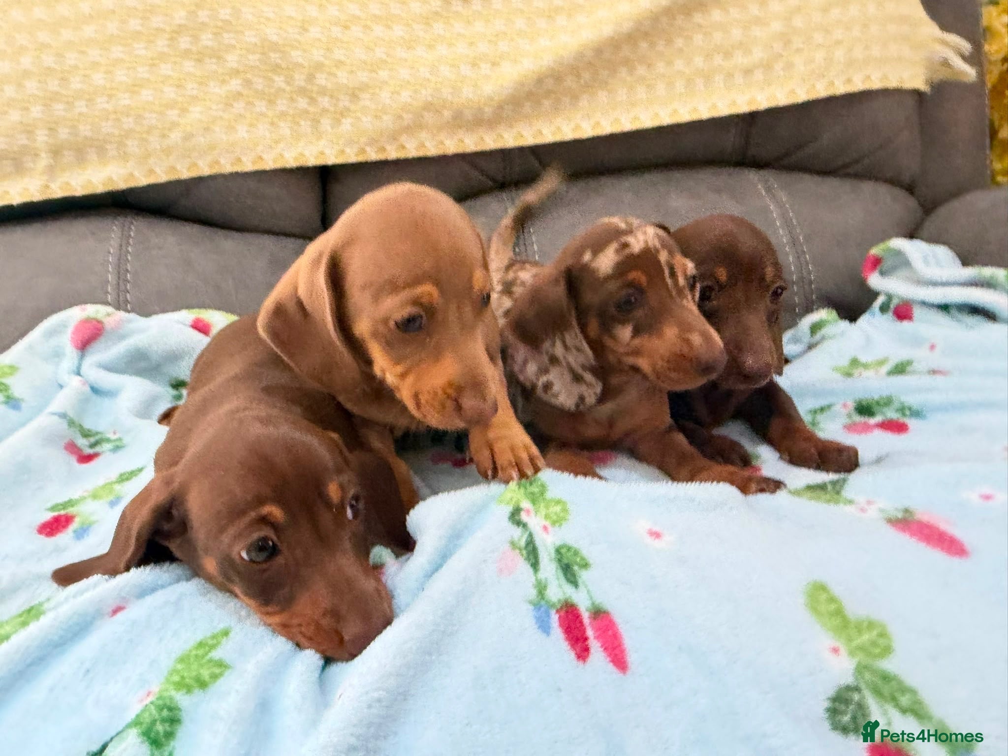 Miniature Dachshund dogs True miniature dachshund puppies  - Advert 3