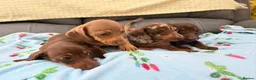 Miniature Dachshund dogs for sale: True miniature dachshund puppies  in Ingatestone - Advert 1