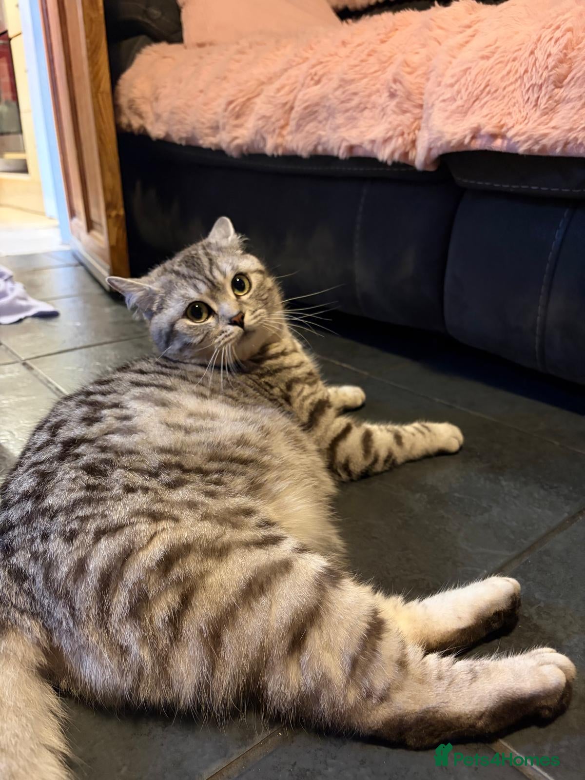 British Shorthair cats Beautiful bsh kittens  - Advert 2