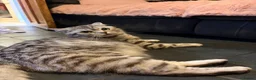 British Shorthair cats for sale: Beautiful bsh kittens  - Advert 2