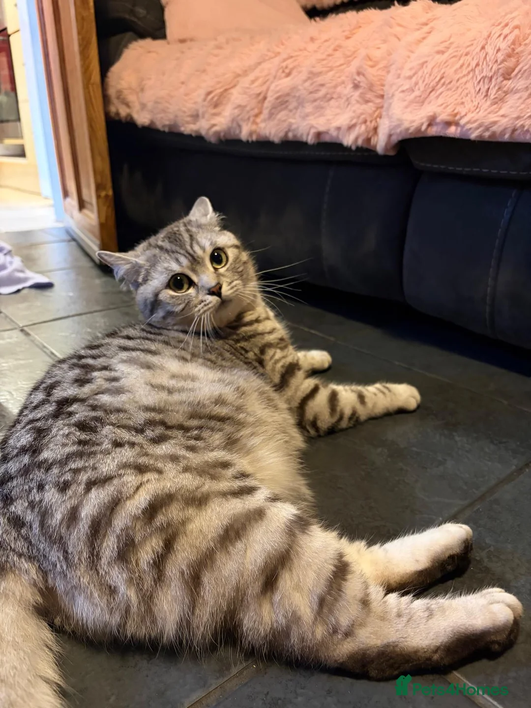 British Shorthair cats for sale: Beautiful bsh kittens  - Advert 2