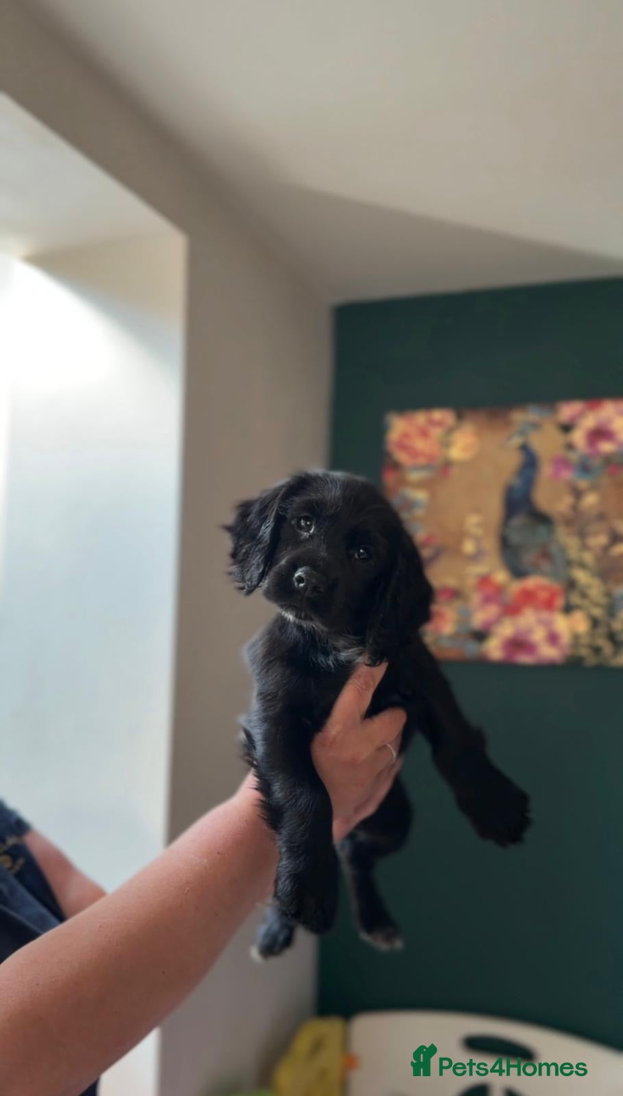 Cocker Spaniel dogs Health tested KC hereditary clear spaniel puppies - Advert 1