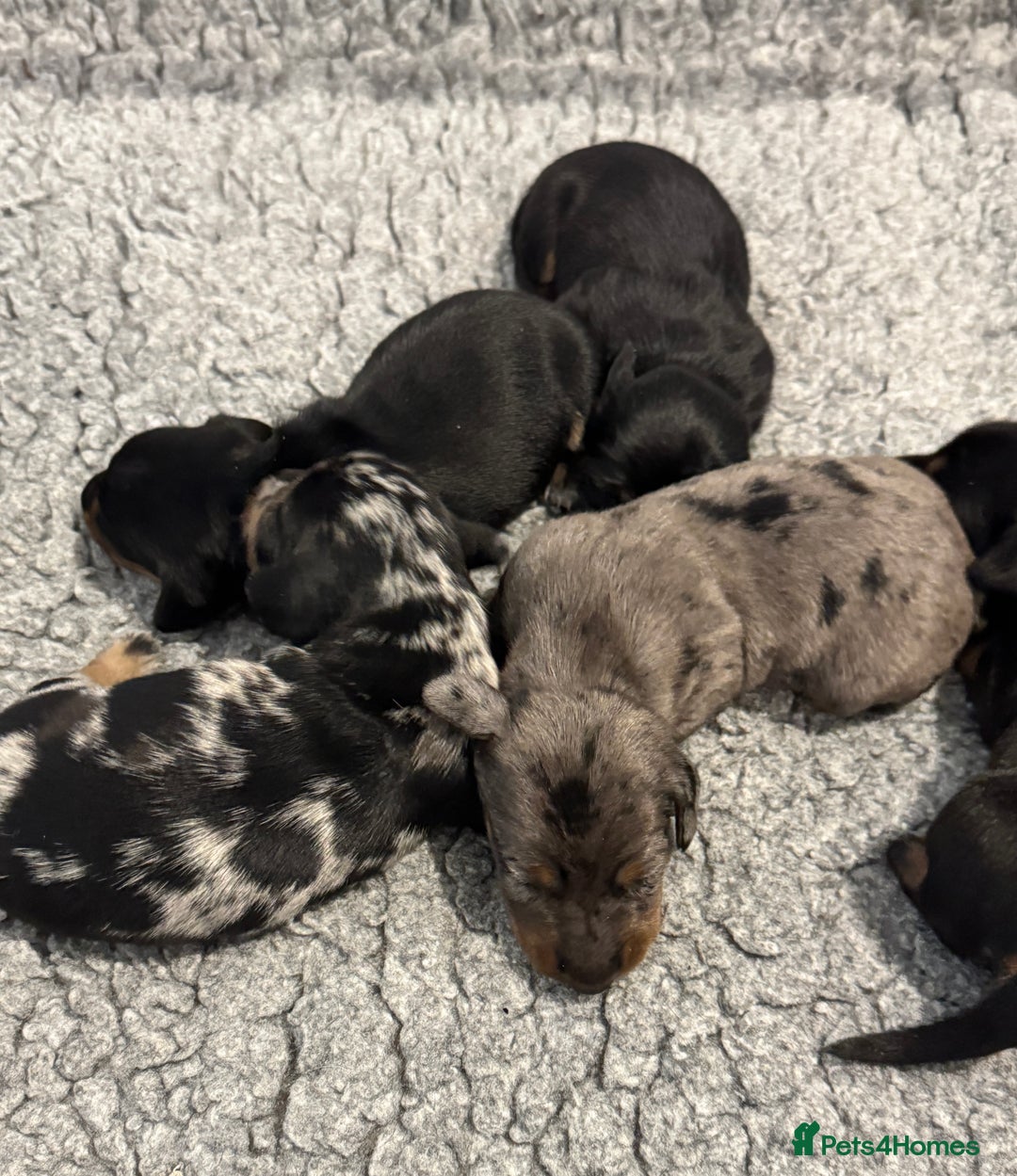 Miniature Dachshund dogs for sale: Mini dachshund puppies KC reg parents DNA tested - Image 6