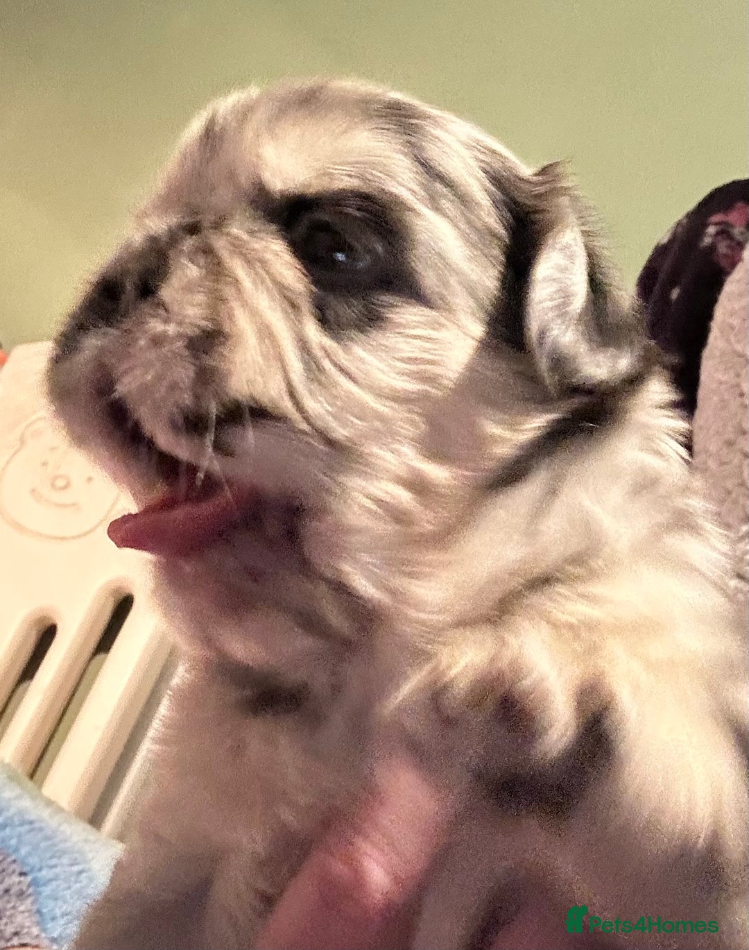 French Bulldog dogs for sale: 🐾🔥 Fluffy French bulldogs 🔥🐾 - Advert 4