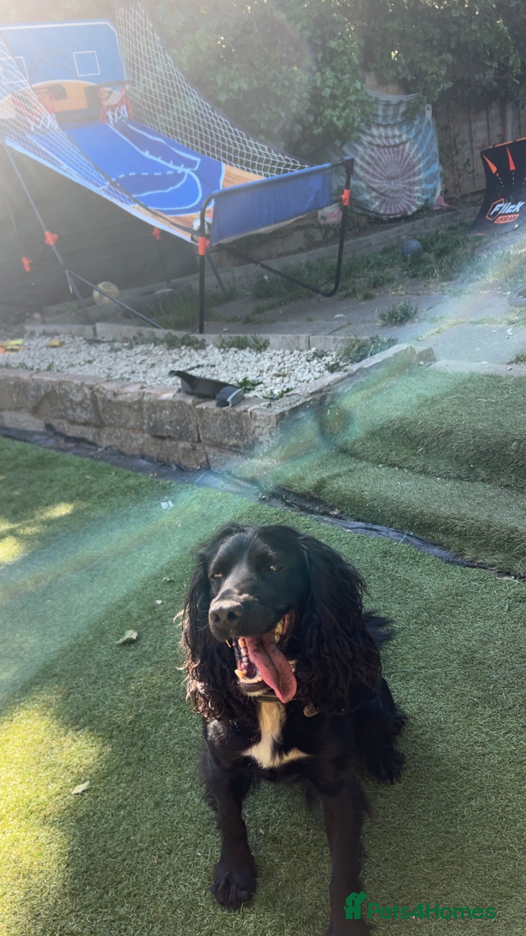 Cocker Spaniel dogs for stud: KC registered Cocker Spaniel Striker for stud - Image 6