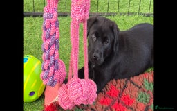 Labrador Retriever dogs for sale: KC, very cute Black labrador Show Type. READY KNOW in Ferryhill - Image 1