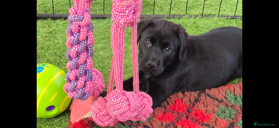 Labrador Retriever dogs for sale: KC, very cute Black labrador Show Type. READY KNOW in Ferryhill - Image 1
