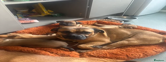 Taz