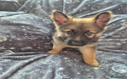 German Shepherd dogs for sale: German Shepard Puppy's 9 weeks  - Image 1